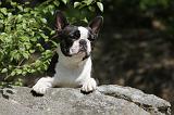 BOSTON TERRIER 221